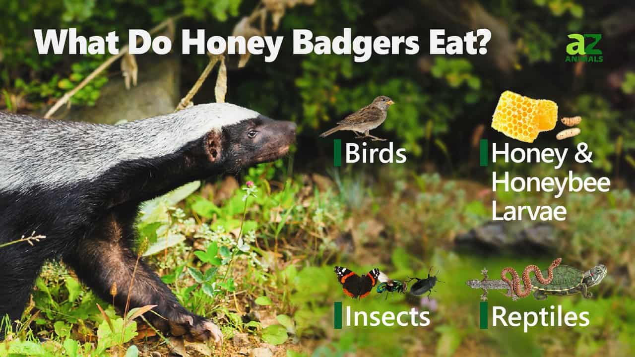 What Do Honey Badgers Eat Imp World 
