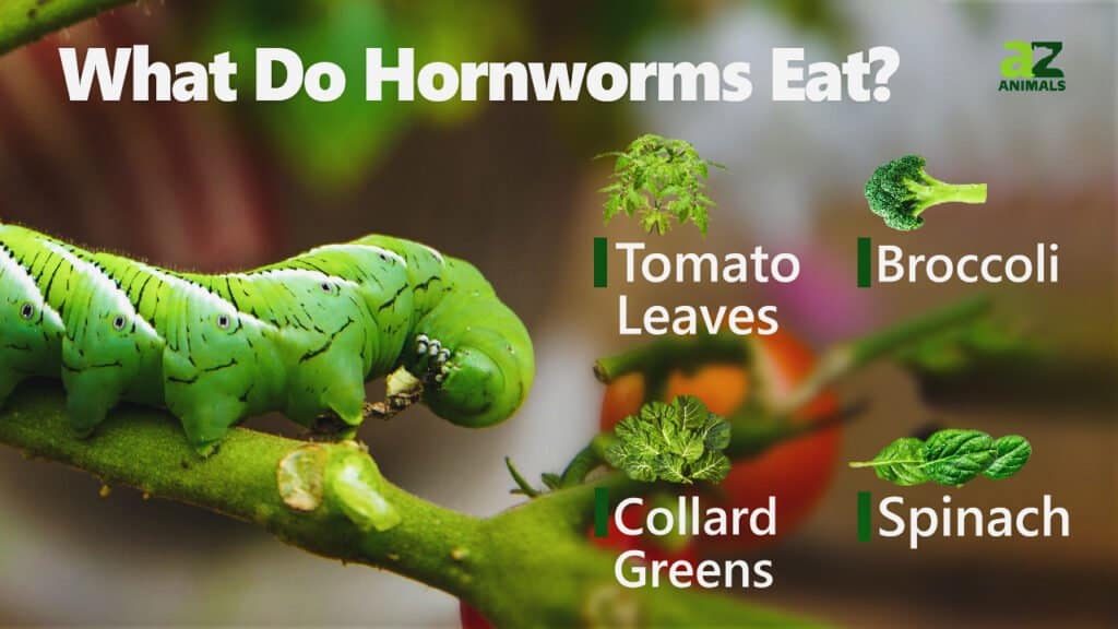 What Do Hornworms Eat