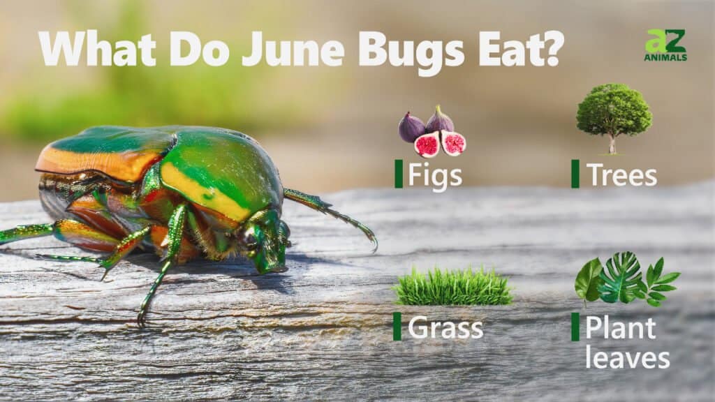 What Do June Bugs Eat