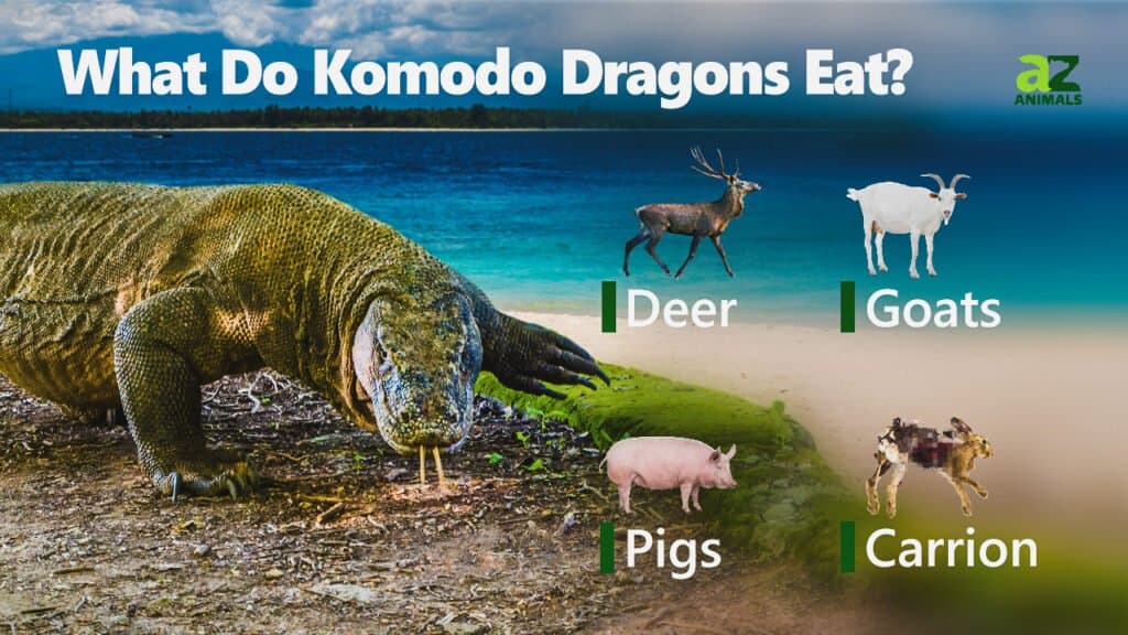 komodo dragon diet