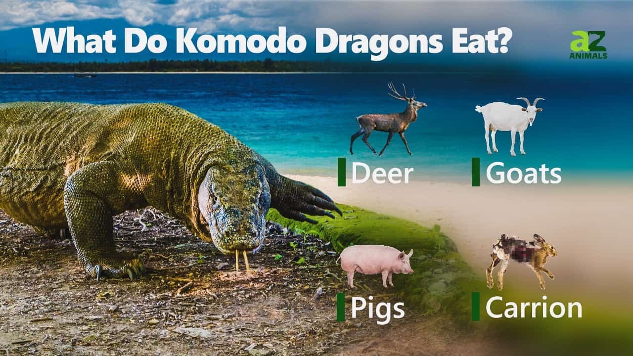 komodo dragon eating a pig