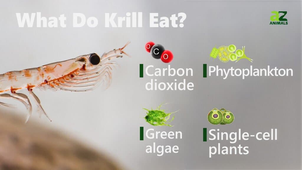 What Do Krill Eat? Food for Tiny Crustaceans - AZ Animals