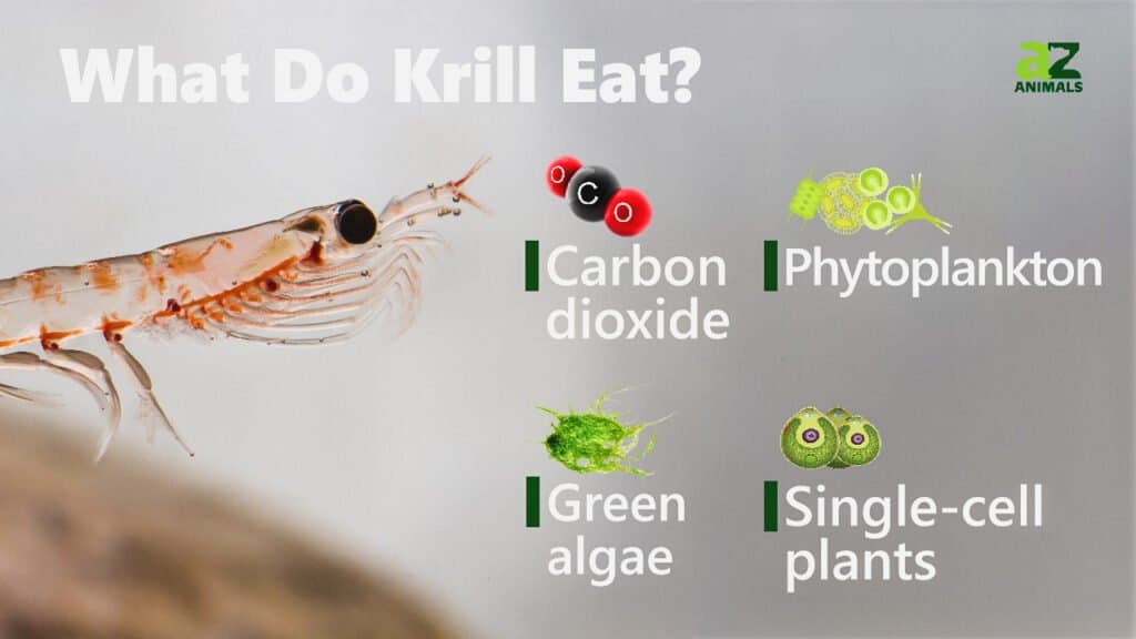 What Do Krill Eat? Food for Tiny Crustaceans - A-Z Animals