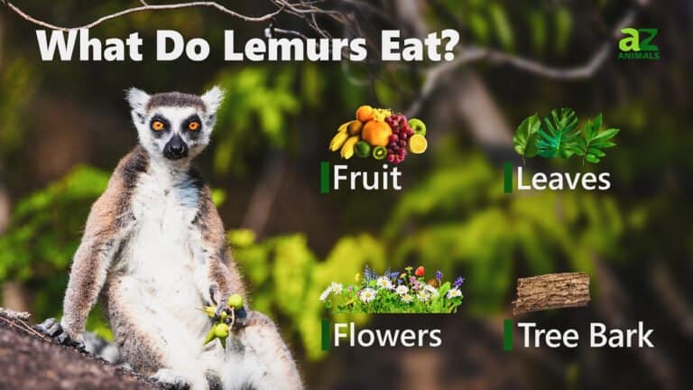 What Do Lemurs Eat
