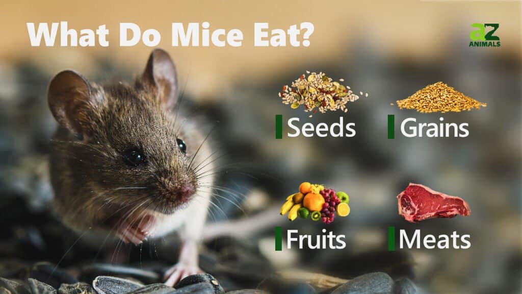 what mice eat the food