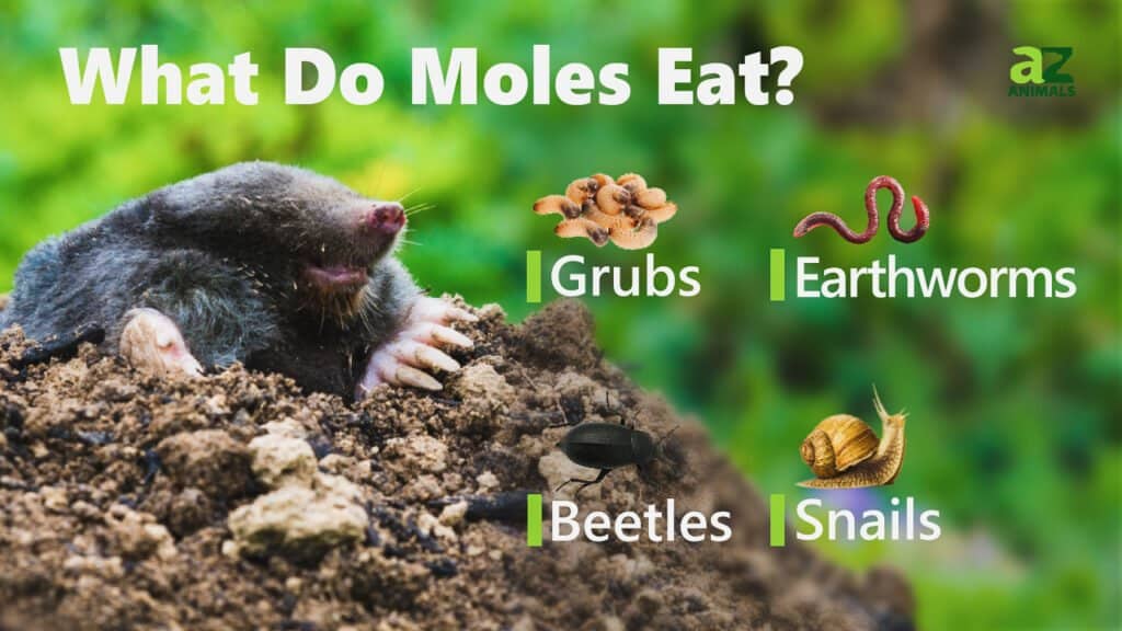 What Do Moles Eat? - AZ Animals