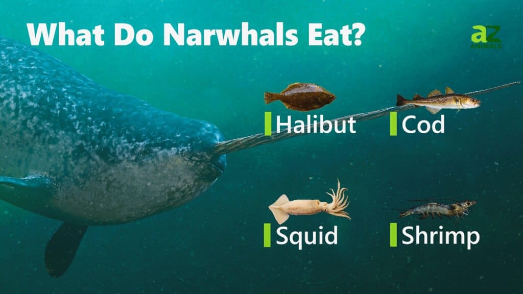 narwhals eating squid