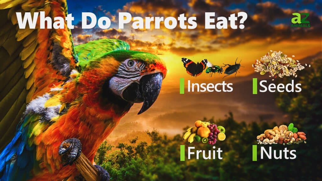 Wild parrot food sale