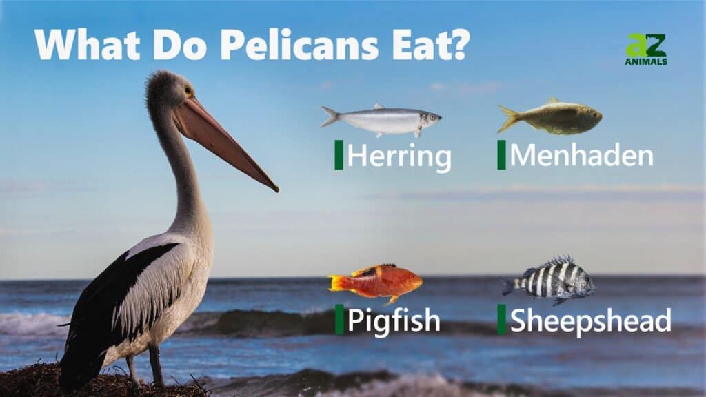 What Do Pelicans Eat