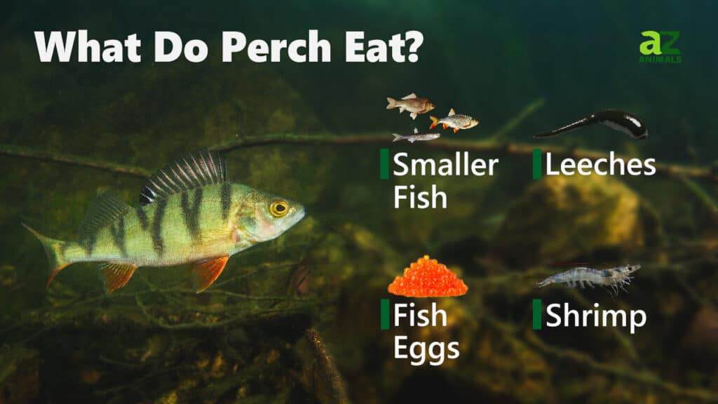 What Do Perch Eat