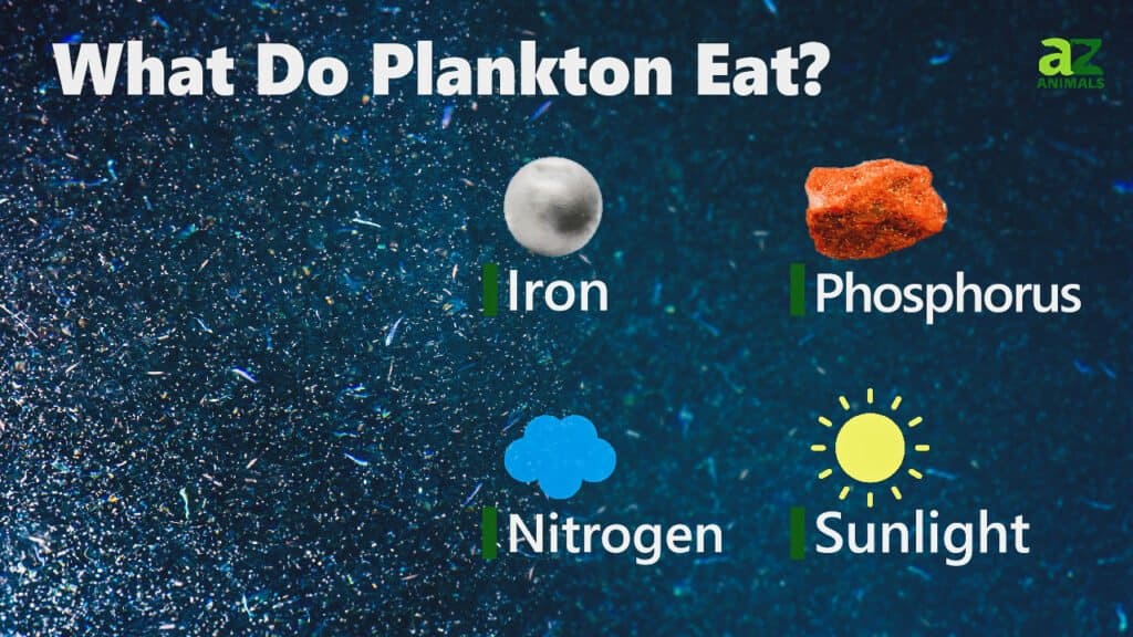 What Do Plankton Eat