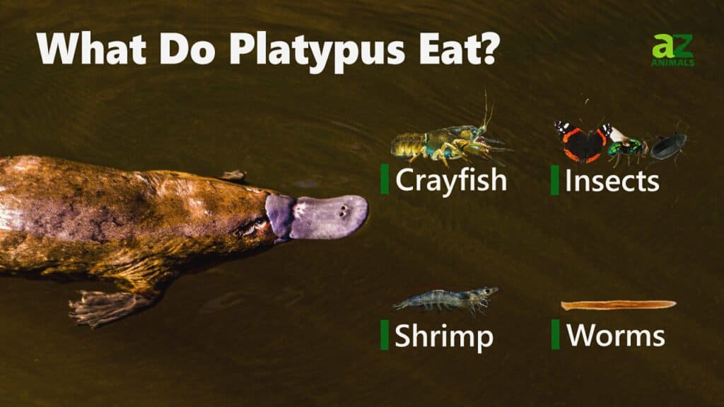 platypus eating