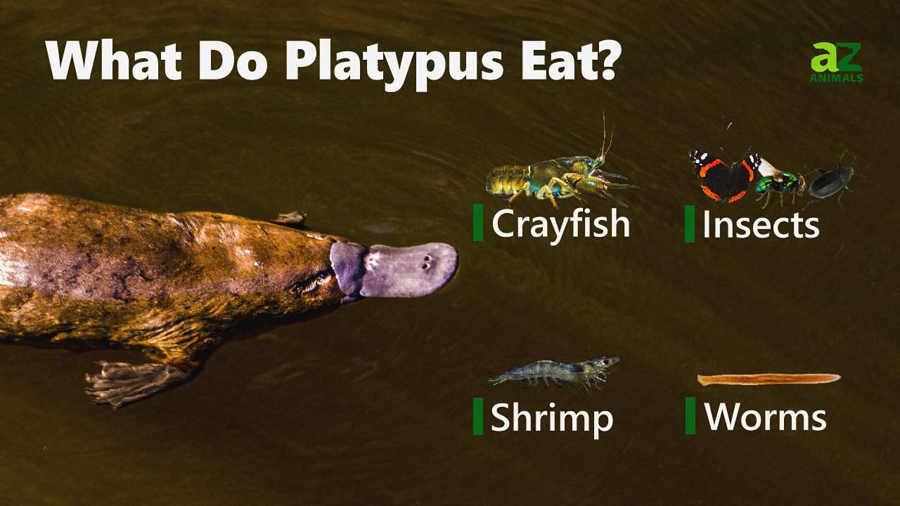 What Does The Platypus Eat A Z Animals