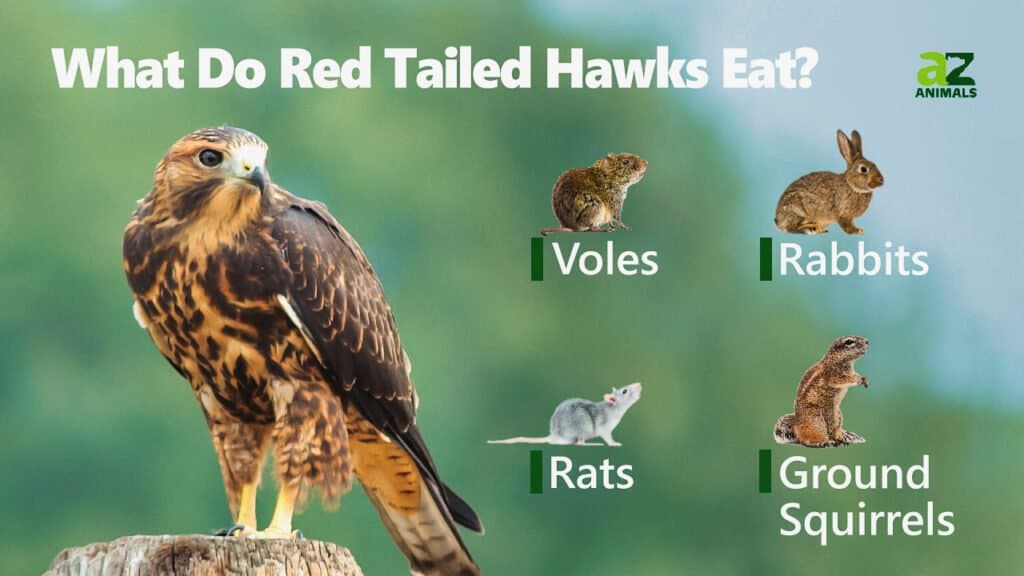 What Do RedTailed Hawks Eat? AZ Animals