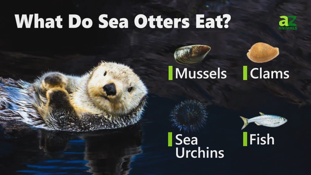 What Do Sea Otters Eat