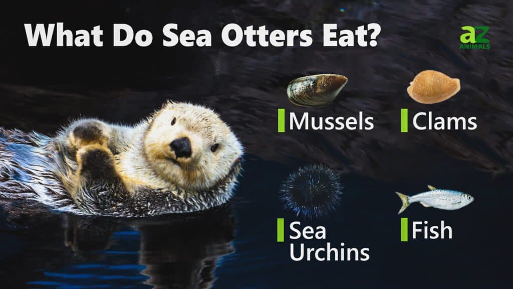 Do sea otters eat starfish? - THEKITCHENKNOW