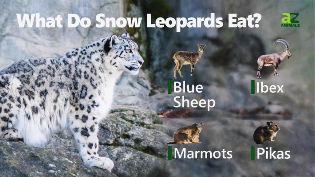 What Do Snow Leopards Eat? Food for a Mighty Predator - Unianimal