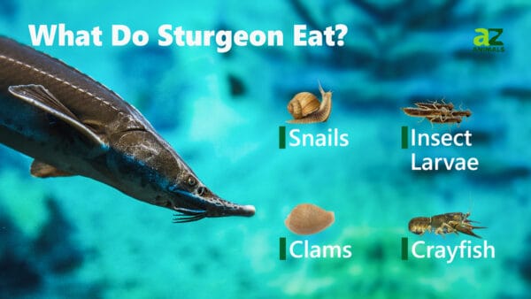 What Do Sturgeon Eat? - A-Z Animals