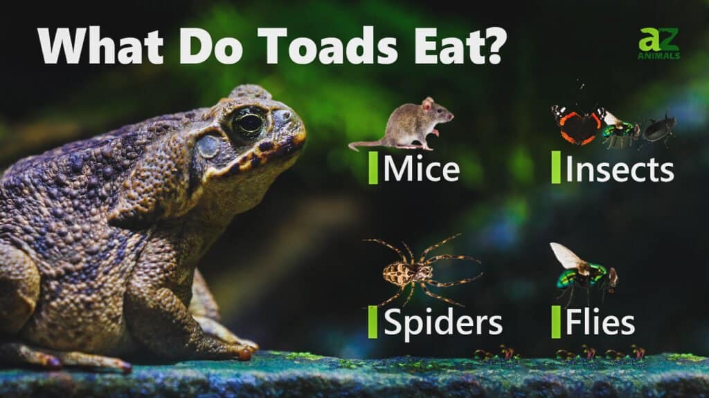 feeding pet toads