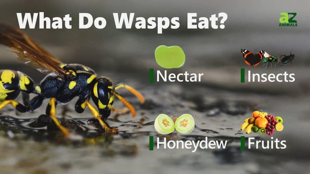 what if a dog eats a wasp