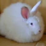 A White Satin Angora Rabbit