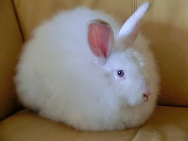 A White Satin Angora Rabbit