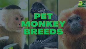 9 Monkey Breeds That People Keep as Pets in 2024 Picture