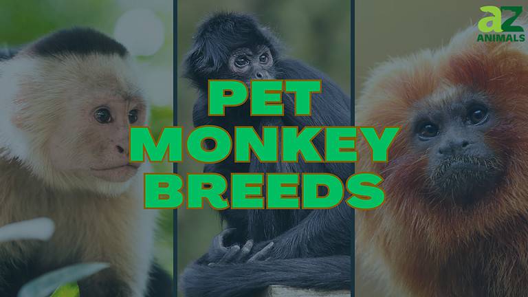 Pet Monkeys
