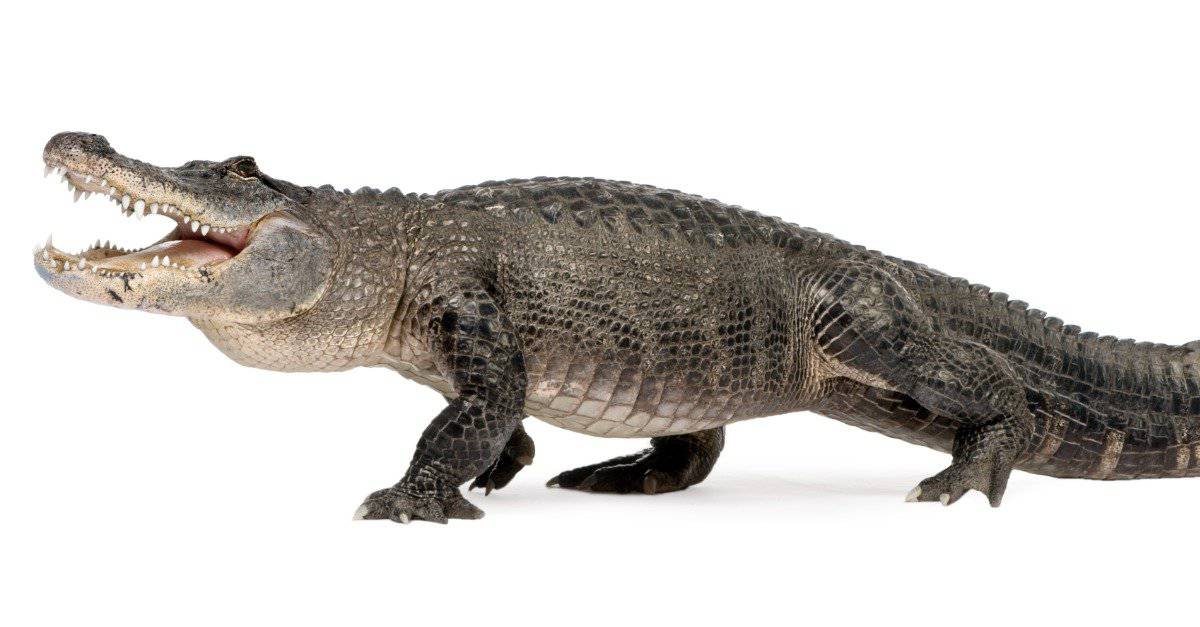 Alligator Lifespan - American Alligator