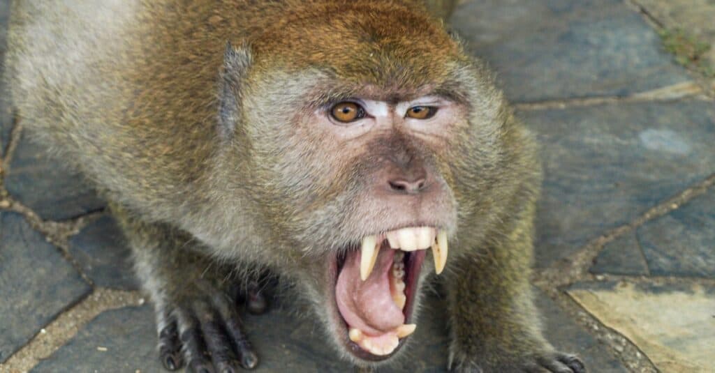 do monkeys have canine teeth