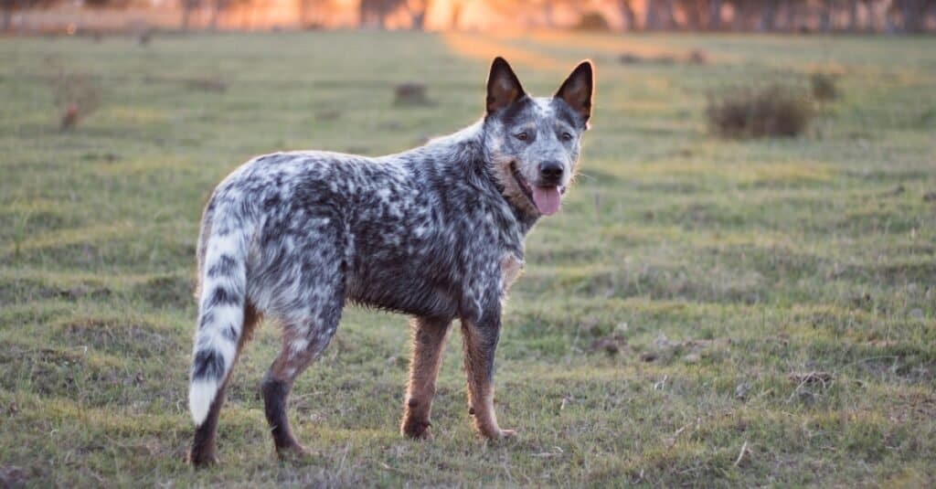 Australian cattle dog in field at sunset