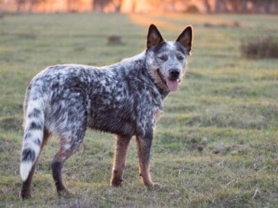 A Australian Cattle Dog Quiz: What Do You Know?