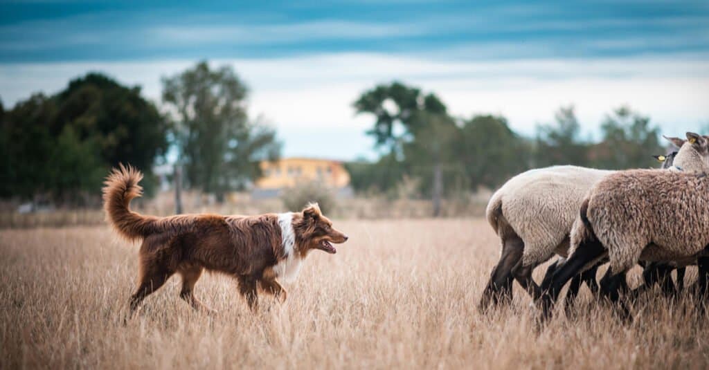 Australian shepherd herding in field