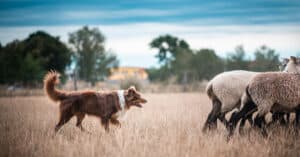 Sheep Dog Breeds – Different Dogs Used for Herding Picture