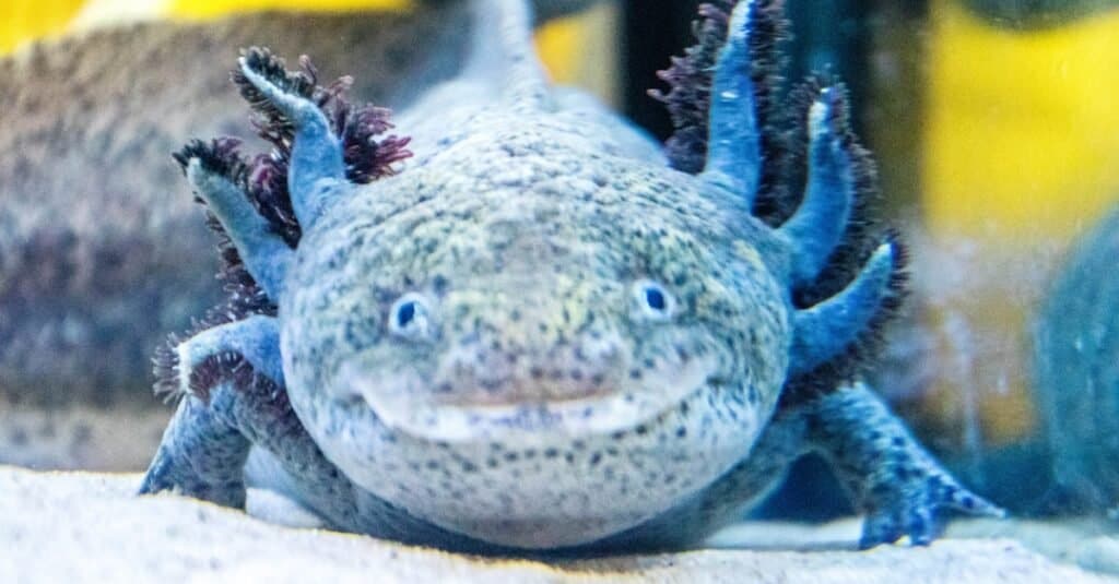 blue speckled axolotl