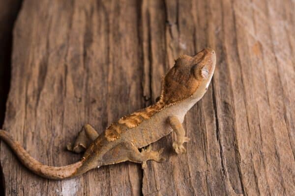 baby crested gecko on wood