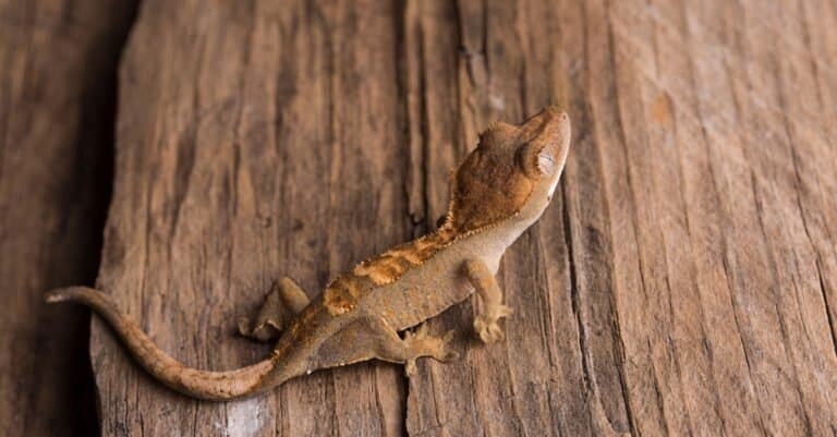 baby crested gecko on wood