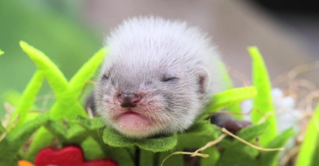 baby ferret