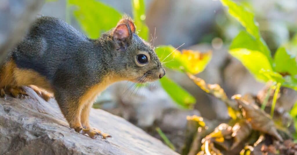 baby fox squirrel