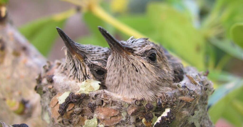 baby hummingbird chicks