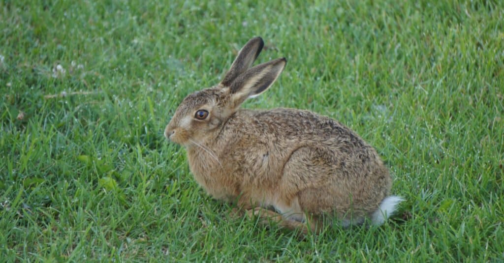 baby jackrabbit