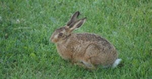 What Do Cottontail Rabbits Eat? Picture