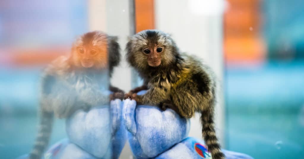 baby marmoset