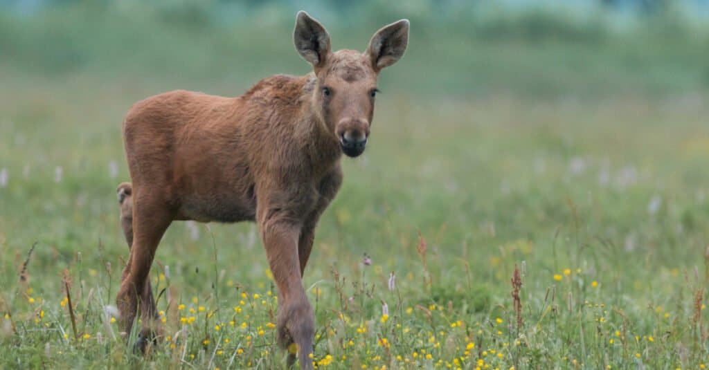 baby moose