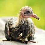 Pigeon parents remain in the nest for several weeks to tend to their babies, known as squabs.