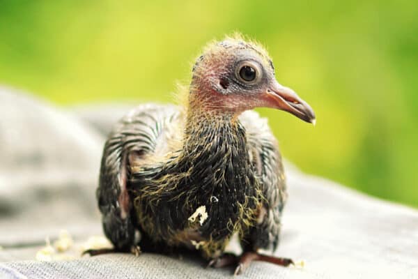 Pigeon parents remain in the nest for several weeks to tend to their babies, known as squabs.