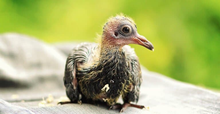 A squab, the baby animal name for a pigeon