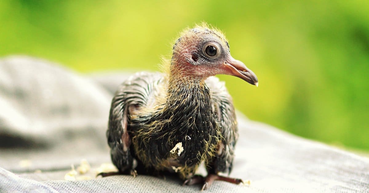 Baby Rock Pigeon