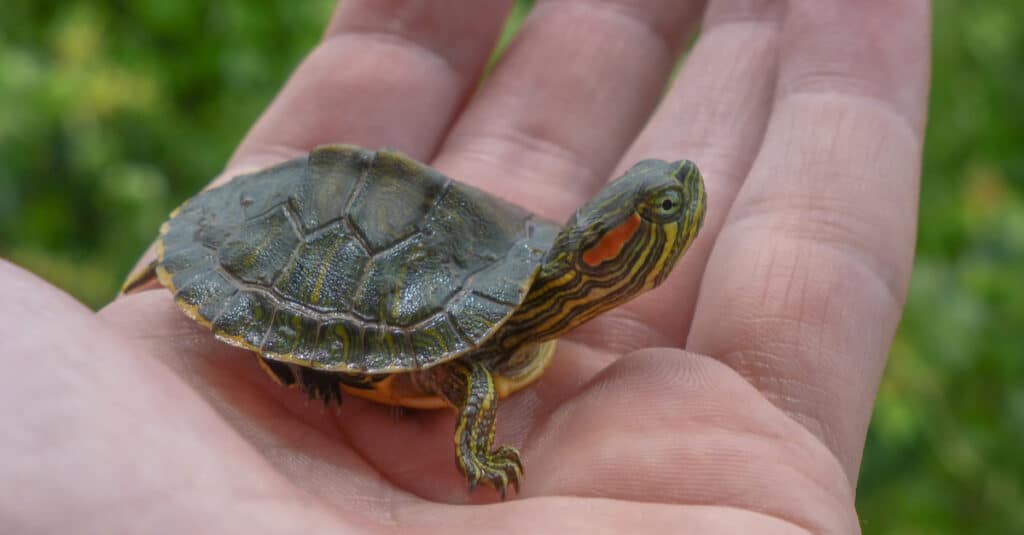 baby red-eared slider