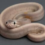 baby scaleless ball python